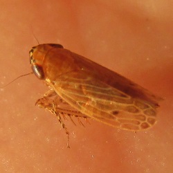 Recilia coronifera
